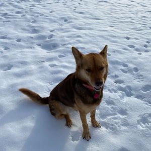 Meet your Posher, Sam